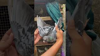 Racer pigeon for sale Garia [upl. by Petulia]