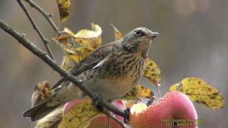 BJÖRKTRAST Fieldfare Turdus pilaris Klipp  432 [upl. by Teriann]