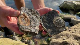 10 Fossil Hunting Tips You Should Know [upl. by Ardnasal]