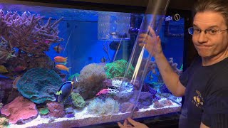 ClownTube Slide  Adding clownfish to an anemone with a big clear pipe [upl. by Stedt223]