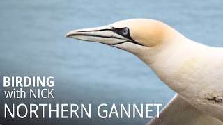 Northern Gannets of RSPB Bempton Cliffs  Morus bassanus [upl. by Aznerol]