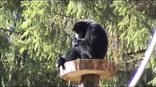 Tierpark Bad Pyrmont Neuzugang SIAMANG [upl. by Jutta]