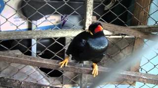 The Amazing Talking Hill Mynah Bird Tong 3 of 5 [upl. by Aeslehc95]