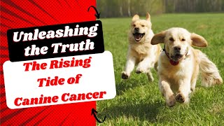 Unleashing the Truth The Rising Tide of Canine Cancer [upl. by Arenat]