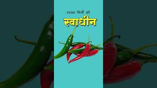 Swadheen uses in Chilli farming Hindi  Swadheen contact amp systemic fungicide Hindi [upl. by Beghtol]