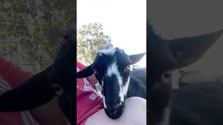 Careful Millie goat babygoats goatfarm littlegoat tinyanimals minigoat tinygoat arizona [upl. by Haelahk]