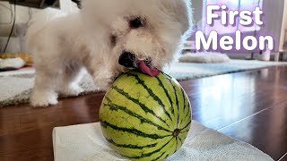 Bichon Puppy Eats Watermelon For the First Time [upl. by Mallory]