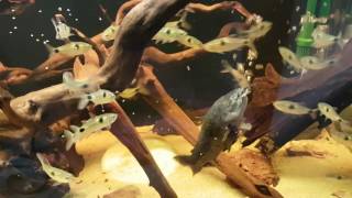 Exodon Paradoxus feeding  Bucktooth Tetra [upl. by Watt]