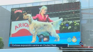 Exitosa exposición canina de la RSCE en Ciudad Real [upl. by Corrina18]