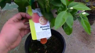 Growing Minneola Tangelo Tree [upl. by Florance495]