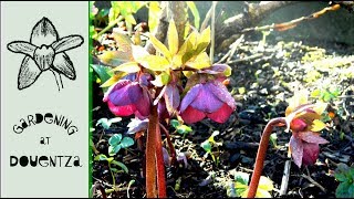 Hellebore Spring Care  What to Do in Spring [upl. by Dorrie471]