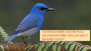 selendang biru gacor siul panjang pancingan tledekan biru [upl. by Aitnuahs]