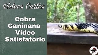 Cobra Caninana vídeo Satisfatório  Shorts  Biólogo Henrique [upl. by Kirven]