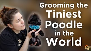 I Groomed the Tiniest Poodle in the World [upl. by Akla]