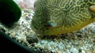 Pablo the puffer fish [upl. by Cart]