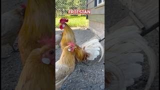 🐓 Serama Dorking Friesian Kraienkopp Langshan and New Hampshire Red chicken roosters crowing [upl. by Itsur]