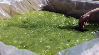 Growing Algae in New Mexico [upl. by Gothar]