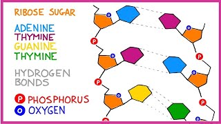 DNA Molecule Structure [upl. by Eeclehc]