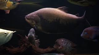 巨型黑銀板魚及其缸友Pacu fish or Tambaqui Colossoma macropomum amp Tankmates [upl. by Adlitam774]