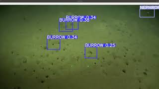 Automatic detection of Nephrops and burrows in streaming [upl. by Sucul966]