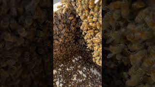 satisfying bee asmr food diy yt oddlysatisfying love life explore edit wildlife nature [upl. by Nerine]