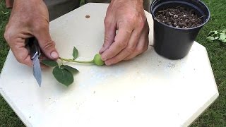 How To Hybridize New Roses with Rose Breeder Guest Brad Jalbert [upl. by Karlow683]