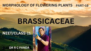 MORPHOLOGY OF FLOWERING PLANTS  BRASSICACEAE  NEET  CLASS11  DR RAMESH PANDA [upl. by Mauldon103]