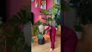 Repotting my large monstera repottingninja repottingplants plantcare houseplants [upl. by Dedric]