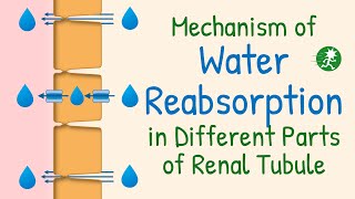 Water Reabsorption in the Renal Tubule  Aquaporin Water Transport Mechanism of Water Reabsorption [upl. by Airelav]