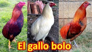 EL GALLO BOLO [upl. by Ivah]