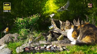 Cat tv 😻 Cool birds 🐦 4K HDR 🐶 PET tv [upl. by Harday]