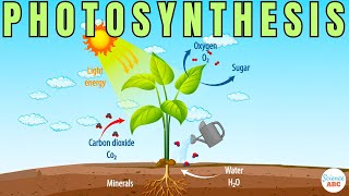 Photosynthesis The Biochemistry Behind How Plants Make Their Food [upl. by Artimas]