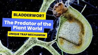 Bladderworts in Action Unique Trap Mechanism carnivorousplants plantsecrets bladderwort plant [upl. by Anivlem]