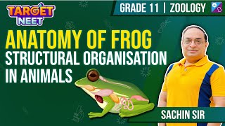 Anatomay of Frog  Structural Organisation in Animals  Class 11 NEET 2024  Sachin Sir neet2024 [upl. by Attiuqehs]