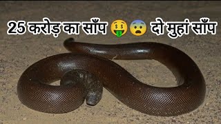 25 crore ka saap 🤑🤑do muh ka saap snakerescue snakerescuenetwork rescue twofaced jamshidvideo [upl. by Trace]