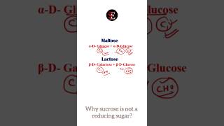 Why sucrose is not a reducing sugar but maltose and lactose is reducing [upl. by Meli]