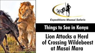 Watch as a Lion Attacks a herd of crossing Wildebeest  Masai Mara Sightings  Masai Mara Safari [upl. by Oina]