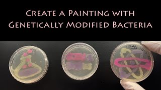 Create a Painting With Genetically Modified Bacteria  STEM Activity [upl. by Phedra]