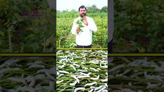 పట్టుచీరలు వీటి నుంచే తయారవుతాయి farming silk sarees mulbery raitunestham [upl. by Lovell949]