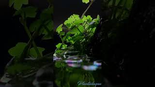 Hydrocotyle Tripartita aquarium fyp shorts [upl. by Kramlich809]