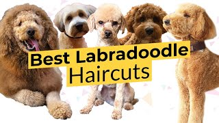 Best Labradoodle Haircuts 🐶 Puppy Cut 🐶 Teddy Bear Cut 🐶 Lamb Cut 🐶 [upl. by Berg]