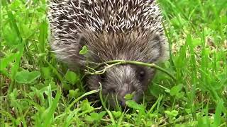 quotHedgehog is a spiny mammal Subfamily Erinaceinae in the eulipotyphlan family Erinaceidaequot [upl. by Free]