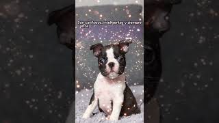 ¡Descubre por qué el Boston Terrier es más que un perro 🐾✨ Conexión Única con su Dueño [upl. by Florance]