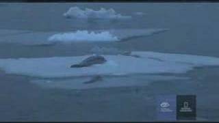 In rare footage humpback whales attempt to disrupt a killer whale hunt in Antarctica [upl. by Amisoc]