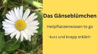 Das Gänseblümchen Heilpflanzenwissen to go [upl. by Adnelg]