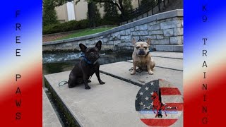 Fredo amp Willow  French Bulldog  Littermate syndrome  stubborn [upl. by Sirromed]