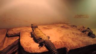 Custom Uromastyx cage update [upl. by Almira]