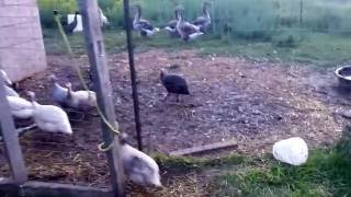 Guinea Fowl trained to go in their coop at night [upl. by Raama]