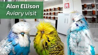 EXTREME BUDGERIGARS Exhibition budgiesPERIQUITOS Alan Ellison UK Budgie Planet🌍 [upl. by Chatav]