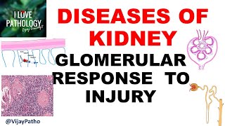 RENAL PATHOLOGY Part 2  Glomerular response to injury [upl. by Acirrehs]